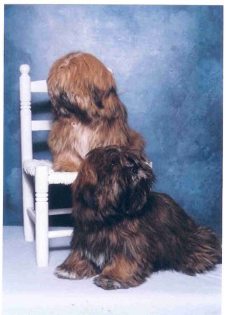 Lhasa Apso Hunde Foto 1840 Lhasa Apso 2 gelungene Lhasa Welpen von 7 Monaten aus meiner Zucht