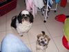 Lhasa Apso Hund