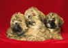 Lhasa Apso Hund