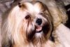 Lhasa Apso Hund