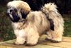 Lhasa Apso Hund