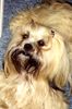 Lhasa Apso Hund