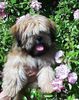 Lhasa Apso Hund