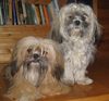 Lhasa Apso Hund