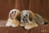 Lhasa Apso Foto: Boogi & DJ (ID 8749) Lhasa Apso Hund