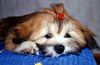 Lhasa Apso Foto: UNIQUE GIRL Azurowa Amhara FCI (ID 8243) Lhasa Apso Hund