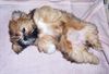 Lhasa Apso Foto: UNIQUE GIRL Azurowa Amhara FCI (ID 8235) Lhasa Apso Hund