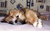 Lhasa Apso Foto: UNIQUE GIRL Azurowa Amhara FCI (ID 8242) Lhasa Apso Hund