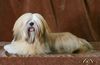 Lhasa Apso Foto: UNIQUE GIRL Azurowa Amhara FCI (ID 8236) Lhasa Apso Hund
