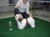 Lhasa Apso Hund