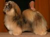 Lhasa Apso Foto: Orlane`s American Made (ID 8239) Lhasa Apso Hund