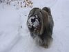 Lhasa Apso Foto: Indigo im Schnee (ID 2917) Lhasa Apso Hund