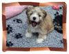 Lhasa Apso Foto: Ich bin ein glücklicher Lhasawelpe !!! (ID 4525) Lhasa Apso Hund