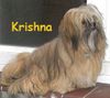 Lhasa Apso Hund