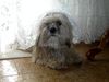 Lhasa Apso Hund