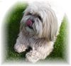 Lhasa Apso Hund