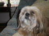 Lhasa Apso Hund