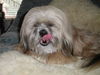 Lhasa Apso Foto: Ah'Thisha vom Chubilai Chagama 11.11.99 (ID 39791) Lhasa Apso Hund