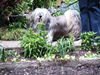 Lhasa Apso Hund