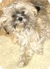 Lhasa Apso Hund