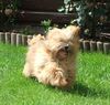 Lhasa Apso Hund