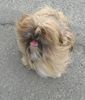 Lhasa Apso Hund