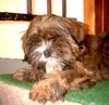 Lhasa Apso Foto: Amchu Dawa Padma Sambhava, 13 Wochen (ID 3397) Lhasa Apso Hund