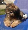 Lhasa Apso Hund