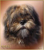 Lhasa Apso Hund