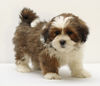 Lhasa Apso Hund