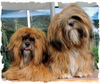Lhasa Apso Foto: Lhasa Apsos von Kji Tch`ung Tch`ung (ID 40394) Lhasa Apso Hund