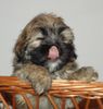 Lhasa Apso Hund