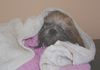 Lhasa Apso Hund