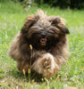 Lhasa Apso Foto: Lhasa Apso Girl Gulia, 4,5 month (ID 42961) Lhasa Apso Hund