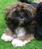 Lhasa Apso Hund