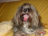 Lhasa Apso Foto: Indigo ist sehr müde (ID 2927) Lhasa Apso Hund