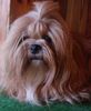 Lhasa Apso Hund