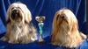 Lhasa Apso Foto: Siddhi Park Inti u. X´Shiva-Shankara v. Tschibu, Bundesjugendsieger, 7 x Jugendsieger im In-u. Ausland (ID 1033) Lhasa Apso Hund
