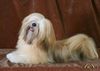 Lhasa Apso Foto: UNIQUE GIRL Azurowa Amhara FCI (ID 8237) Lhasa Apso Hund