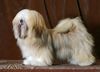 Lhasa Apso Foto: UNIQUE GIRL Azurowa Amhara FCI (ID 8238) Lhasa Apso Hund