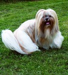 Lhasa Apso Hund