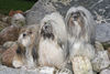 Lhasa Apso Hund