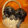 Lhasa Apso Foto: Padma Sambhava Welpen (ID 41098) Lhasa Apso Hund