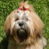 Lhasa Apso Foto: MIDNIGHT DREAM z Czanca (ID 24796) Lhasa Apso Hund