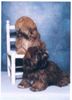 Lhasa Apso Foto: 2 gelungene Lhasa Welpen von 7 Monaten aus meiner Zucht (ID 1840) Lhasa Apso Hund