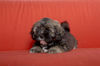 Lhasa Apso Hund