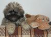 Lhasa Apso Hund