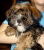 Lhasa Apso Hund