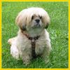 Lhasa Apso Foto: 4 Jahre alt und ein liebenswertes wesen!! (ID 4696) Lhasa Apso Hund