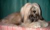 Lhasa Apso Foto: X`Shiva-Shankara vom Tschibu, Besitzer: Sonja Winkelbauer (ID 3398) Lhasa Apso Hund